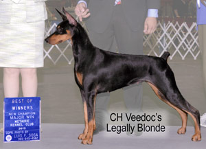 Doberman CH Veedoc's Legally Blonde
