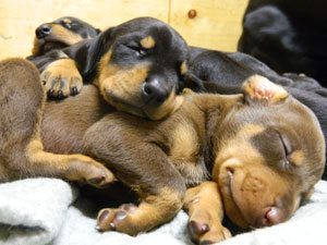 Veedocs Doberman Puppies born Dec 2013