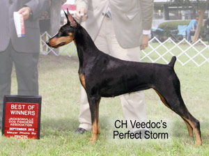 CH Veedoc's Perfect Storm