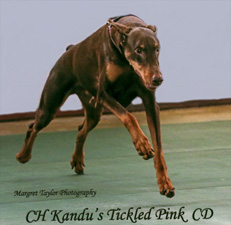 Doberman CH Kandu's Tickled Pink CD ROM Recall