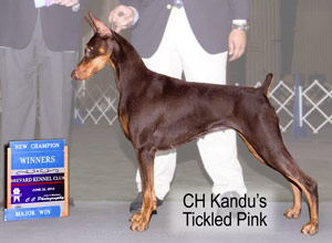 CH Kandu's Tickled Pink
