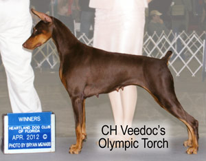 CH Veedoc's Olympic Torch