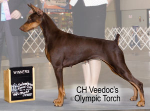 CH Veedoc's Olympic Torch