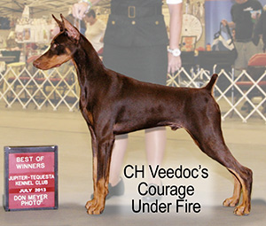 CH Veedoc's Courage Under Fire Photo