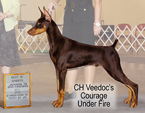 CH Veedoc's COurage Under Fire Photo