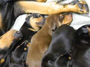 Veedocs Doberman Puppies at 3 weeks